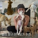 퍼피안 | 발리 짱구 이색요가 Puppy Yoga 퍼피요가 예약방법 솔직 후기 냄새에 예민하면 주의!