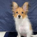 (주)쿨펫 이미지