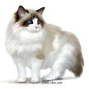 마포고양이도레미캣 이미지