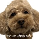 비지어스펫 | "비지어스펫"더럽개샴푸,더럽개저자극강아지샴푸, 호두목욕후기🐶