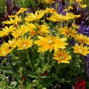 의료법인 정진의료재단 이미지