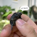 우리집 거북이 문영복을 소개합니다(반수생거북이, 커먼머스크터틀)-거북이 성장기