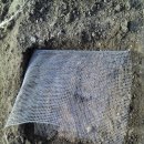 아로니아 파종방법 이미지