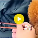 내가할개 이미지