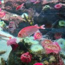 할망곰탕집 | 제주도 서귀포 실내 관광지 추천 아이랑 제주 아쿠아플라넷