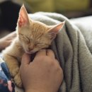 더원고양이동물병원 이미지