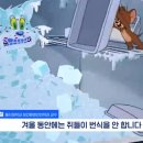 전세계적으로 최대 390% 늘고 기후변화로 한국에서도 길쥐가 많이 늘어날꺼라함 이미지