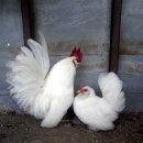 관상농장 이미지