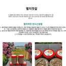 김장용 생새우 동백하&영광 칠산도 갯벌 천일염&강화도 새우젓!!!! 이미지