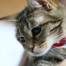 개냥아치 이미지