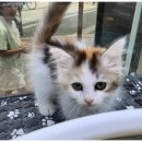 행복한강아지와고양이 이미지