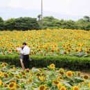 푸른농장해바라기 - 강서구 곰달래로 141 | 푸른농장해바라기