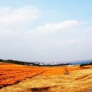 신천목장 이미지