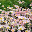 추억의 7080 테마 드럼기행 | 경주 가을여행-구절초와 함께 7080 얄개들의 복고축제