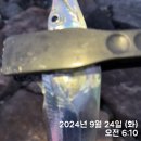 너울쉼터 | 새만금 너울쉼터 삼치 풀치 루어낚시 아침피딩 후기 (9.24, 9.25)