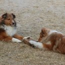 밸런스독 이미지