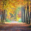 지리산=11월 15일 지나면 이 가을 명소가면 벌금 50만원이라고? 이미지