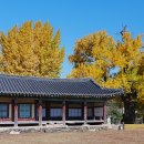 홍산객사 은행나무 이미지