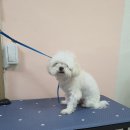 뷰티풀독 이미지