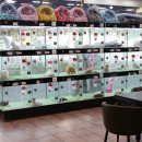 막둥이애견 이미지