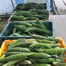 여주-1105 이미지