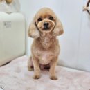 메리몰펫샵 | 고급 스파 케어까지 메리몰펫샵 사직점 부산 애견미용