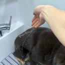 세정유치원 | [천안 애견유치원] 강아지 미용매너! 어떻게 교육할까요??