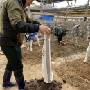 개군한우농장 수정소 | 발효톱밥]개군에 위치한 한우 육우 송아지 농장으로...발효톱밥 납품한 후기/소화력 우수한 축사바닥재...