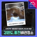 홍천 보일러배관청소 강원도 단독주택 기름보일러 녹물세척, 편난방 난방안됨 해결!