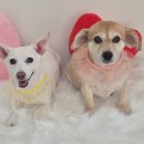 아모르 댕 이미지