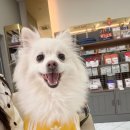 가나동물병원 | 김마지 백내장 검진 하고왔다 ! [대전동물병원, 강아지백내장, 타임동물메디컬센터 ]