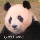 화니 이미지