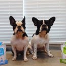 건국목장 이미지