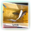 쉽게 따라하는 남성들의 즐거운 요리 | 인천낚시체험 초보도 즐거운 덕적호 바다낚시 후기! 백조기와 우럭 손맛 제대로