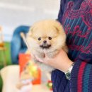 복슬 강아지미용실 | 하남강아지분양 초보자가 꼭 알아둘 정보