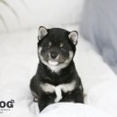 시바견분양.kr 이미지