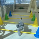 어썸멍스쿨 이미지