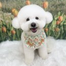 코지그루밍 이미지