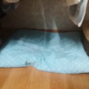 꼬마애견 이미지