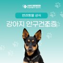 로얄동물메디컬센터 강동 | 서울강아지안과, 강아지도 안구건조증이 있을까? 안과특화병원 로얄동물메디컬센터 강동
