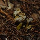 깔때기꾀꼬리버섯 Cantharellus tubaeformis 이미지