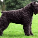 샵펫 강아지분양 울산점 이미지