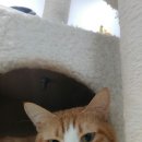 꼬미