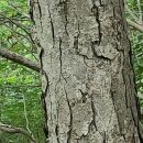 🍀 박달나무, 효능, 효과, 주요성분, 섭취방법🍀 이미지