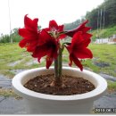 음성재래시장 이미지