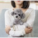 퍼스트펫 | 파주강아지분양 펫퍼스트 24시 운정점 방문 후기~