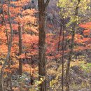 지리산 단풍비 이미지