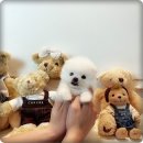 마마스미독 강아지분양 대전점 이미지