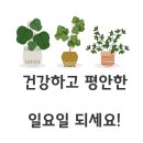 양수중앙약국 티스토리