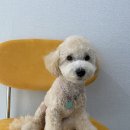 도브리댕 | 천안 애견미용 : 도브리댕 - 청당동 애견미용하니 모델이 되어 돌아오는 마법